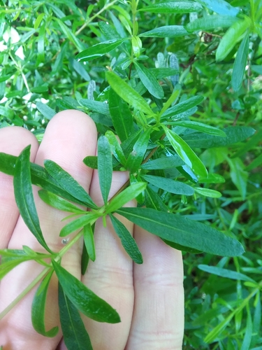 bedstraw St. Johnswort (Hypericum galioides)