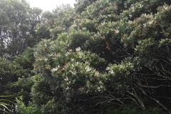 Pterophylla sylvicola