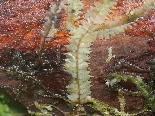 Lophocolea hawaica