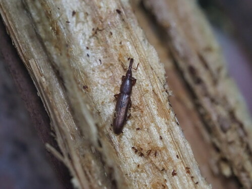 Stenotrupis prolixa observed 2024-01-02