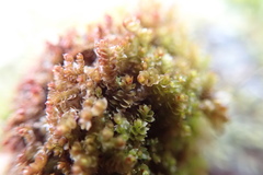 Marsupella emarginata