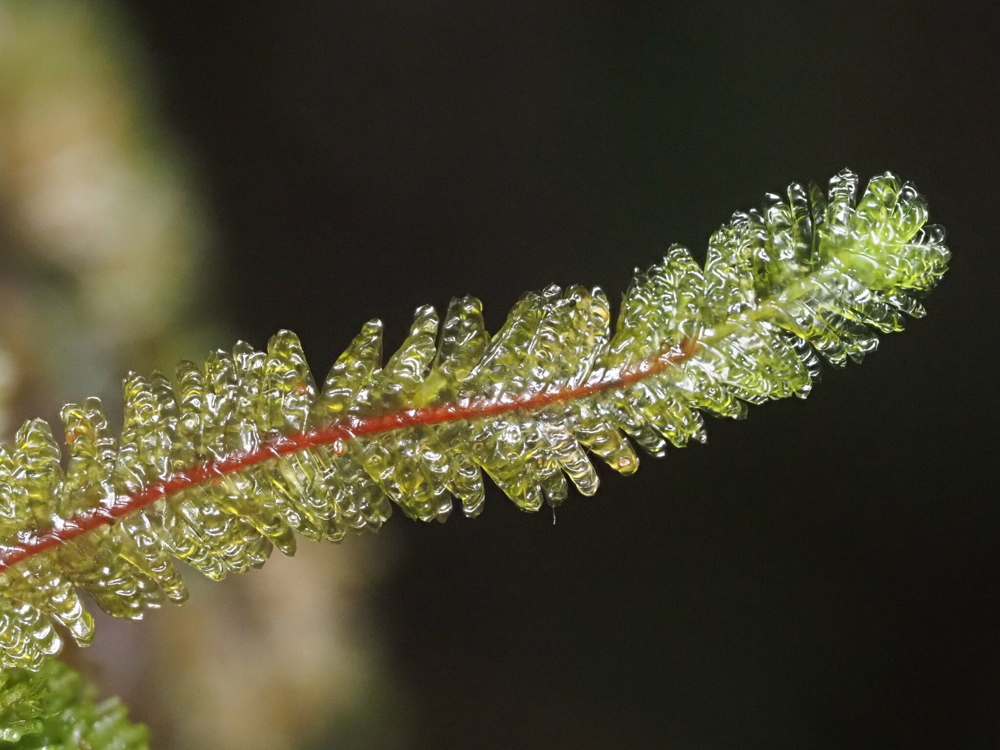 Baldwiniella kealeensis