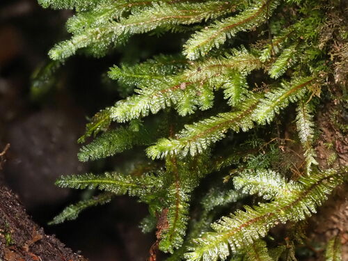Baldwiniella kealeensis