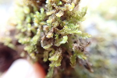 Marsupella emarginata