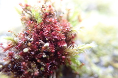 Marsupella emarginata