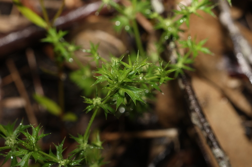 Image of Eryngium expansum by (c) Greg Tasney, some rights reserved (CC BY-SA)