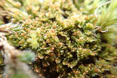 Marsupella emarginata