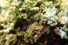 Marsupella emarginata