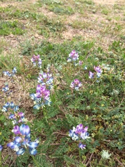 Astragalus lindheimeri