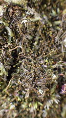 Odontoschisma sphagni