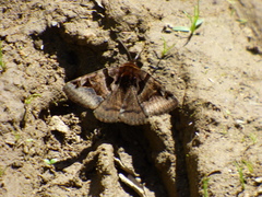 Euclidia ardita