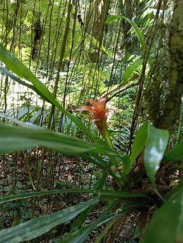 Foto de Gravatinha