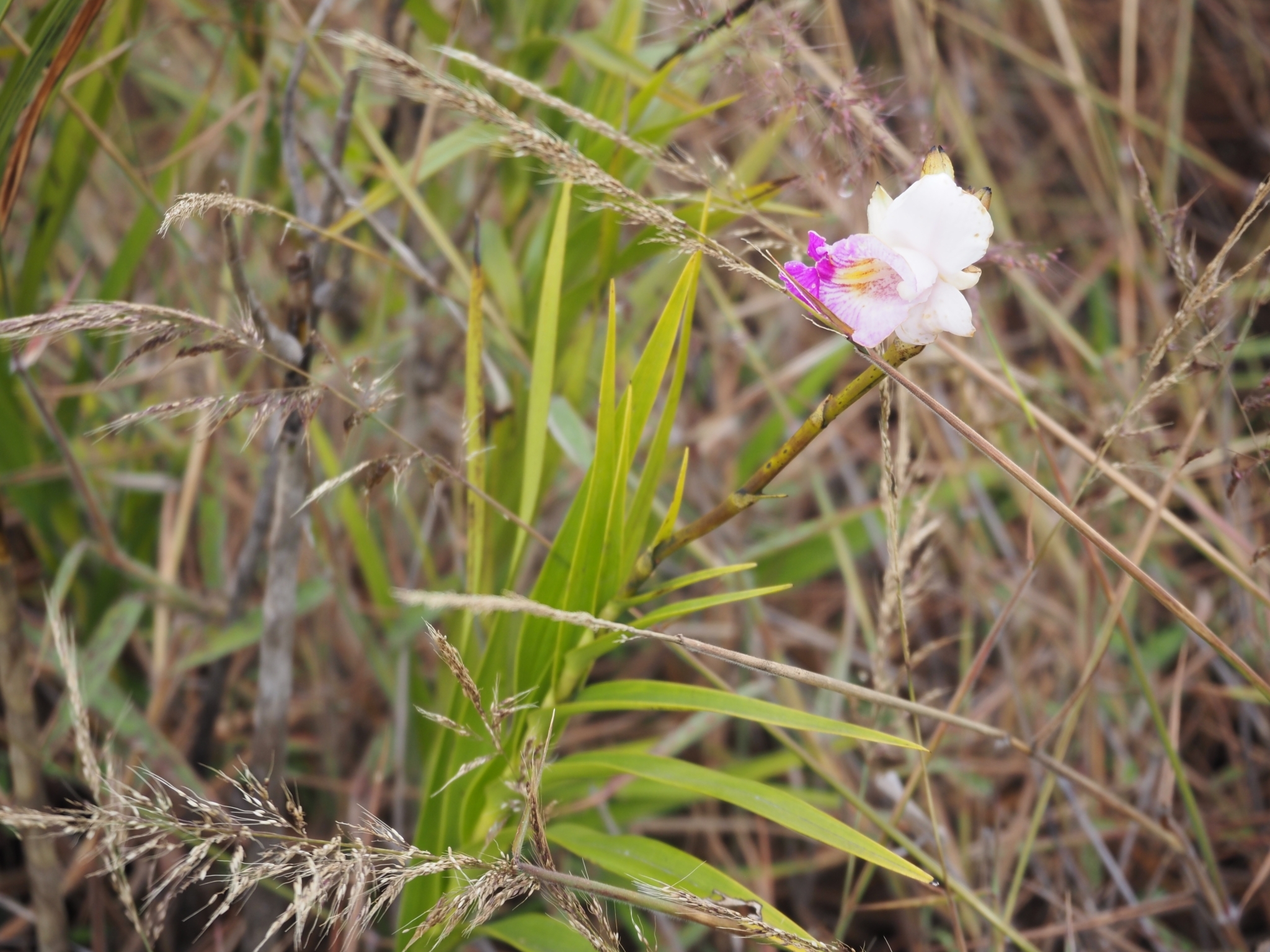 Imagem de Orquídea-bambu