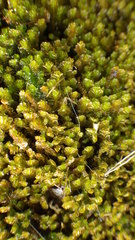 Marsupella emarginata