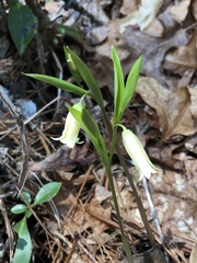 Uvularia puberula