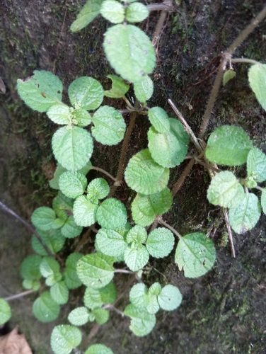 Foto de Dinheiro em penca