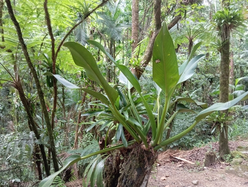 Foto de Pacová