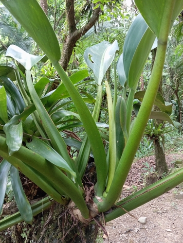 Foto de Pacová
