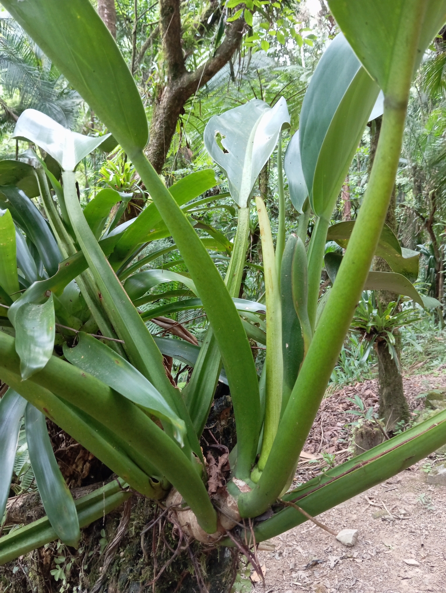 Imagem de Pacová