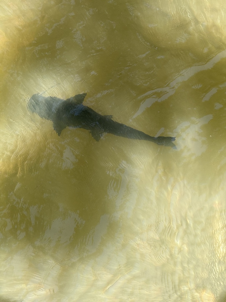 Steindachneridion melanodermatum in January 2024 by genusjanus