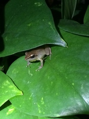 Pristimantis paulodutrai