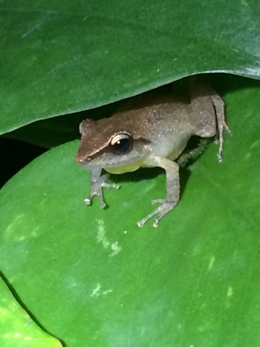 Paulo's Robber Frog, Pristimantis paulodutrai