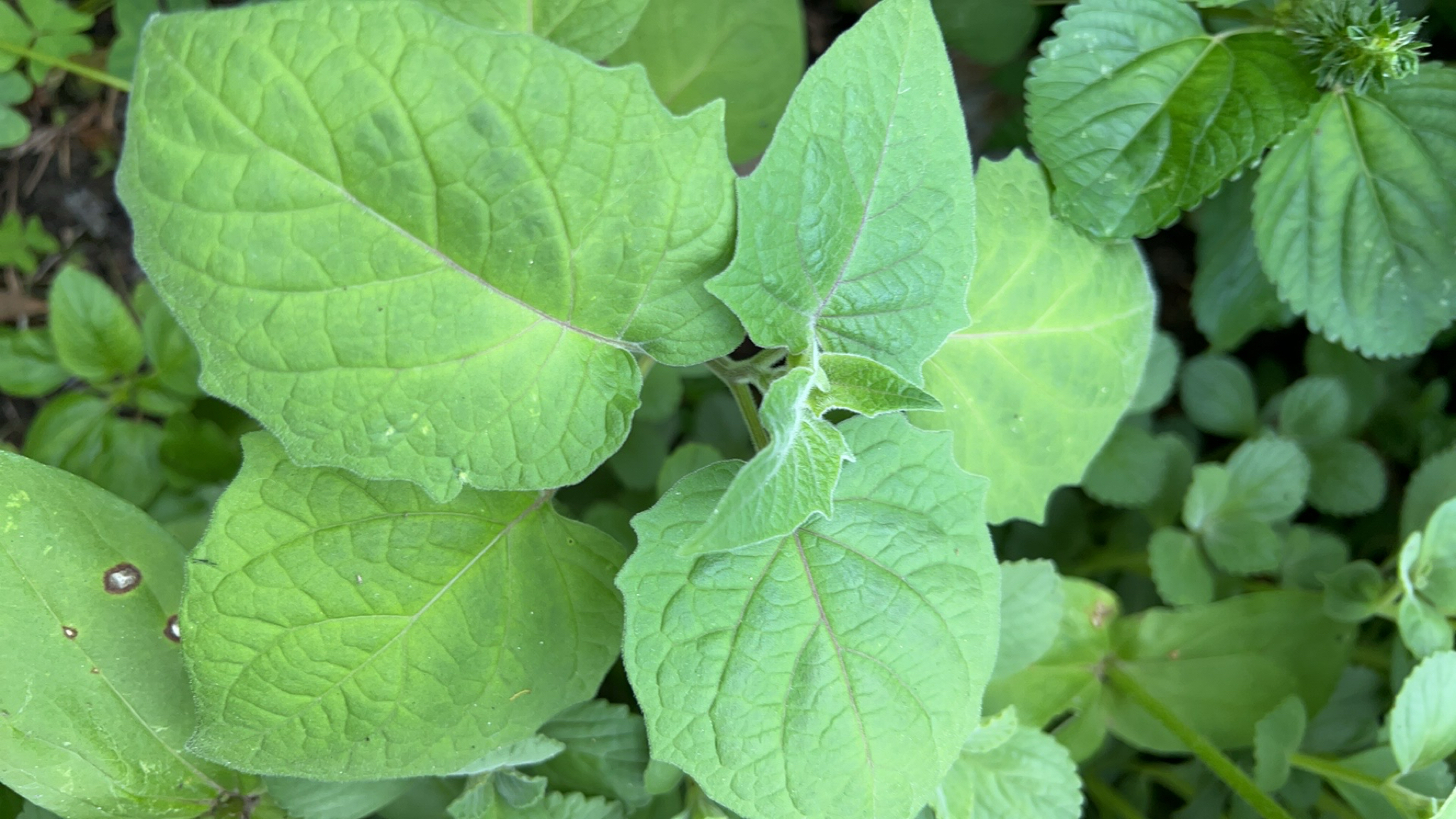 Physalis peruviana image