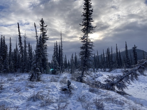 Black spruce (Picea mariana)