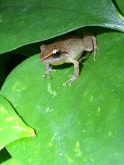 Pristimantis paulodutrai