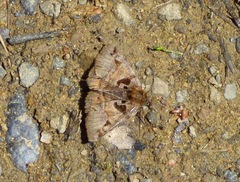 Euclidia ardita