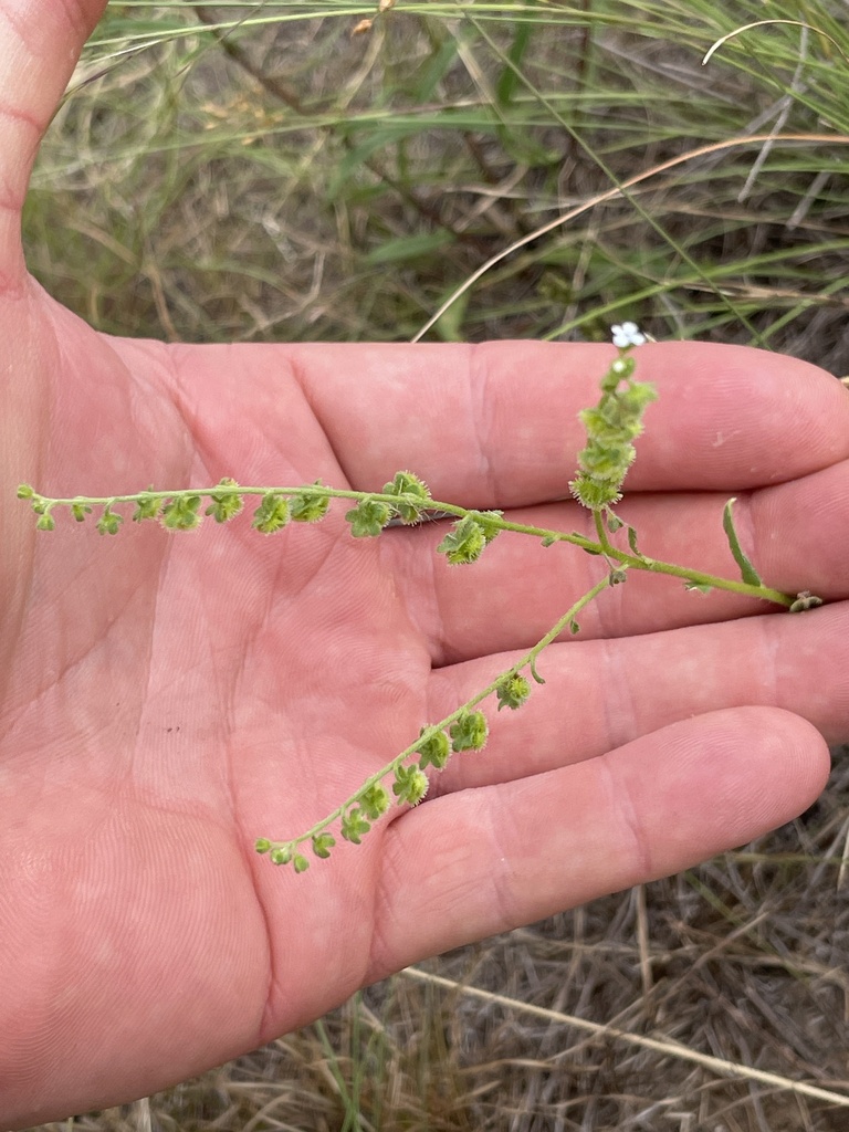 Cynoglossoideae from Chinchilla, AUQL, AU on January 9, 2024 at 0932