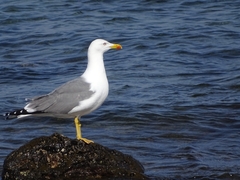 Larus michahellis atlantis