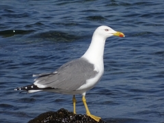 Larus michahellis atlantis
