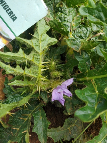 Solanum dasyphyllum
