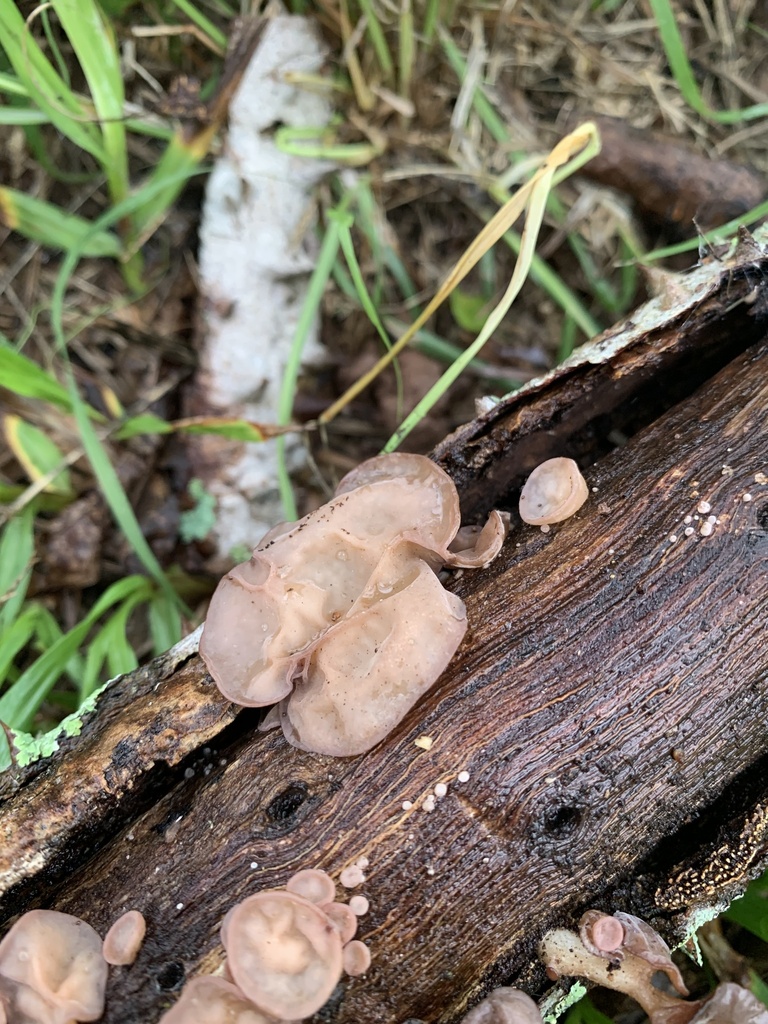 Auricularia fuscosuccinea · January 2024 · photo: © gabrieljovencio (iNaturalist, cc-by)