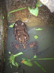 Leptodactylus vastus