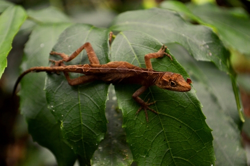 Anolis dollfusianus