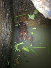 Leptodactylus vastus