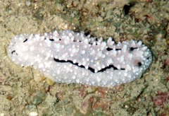 Phyllidiidae