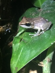 Pristimantis paulodutrai