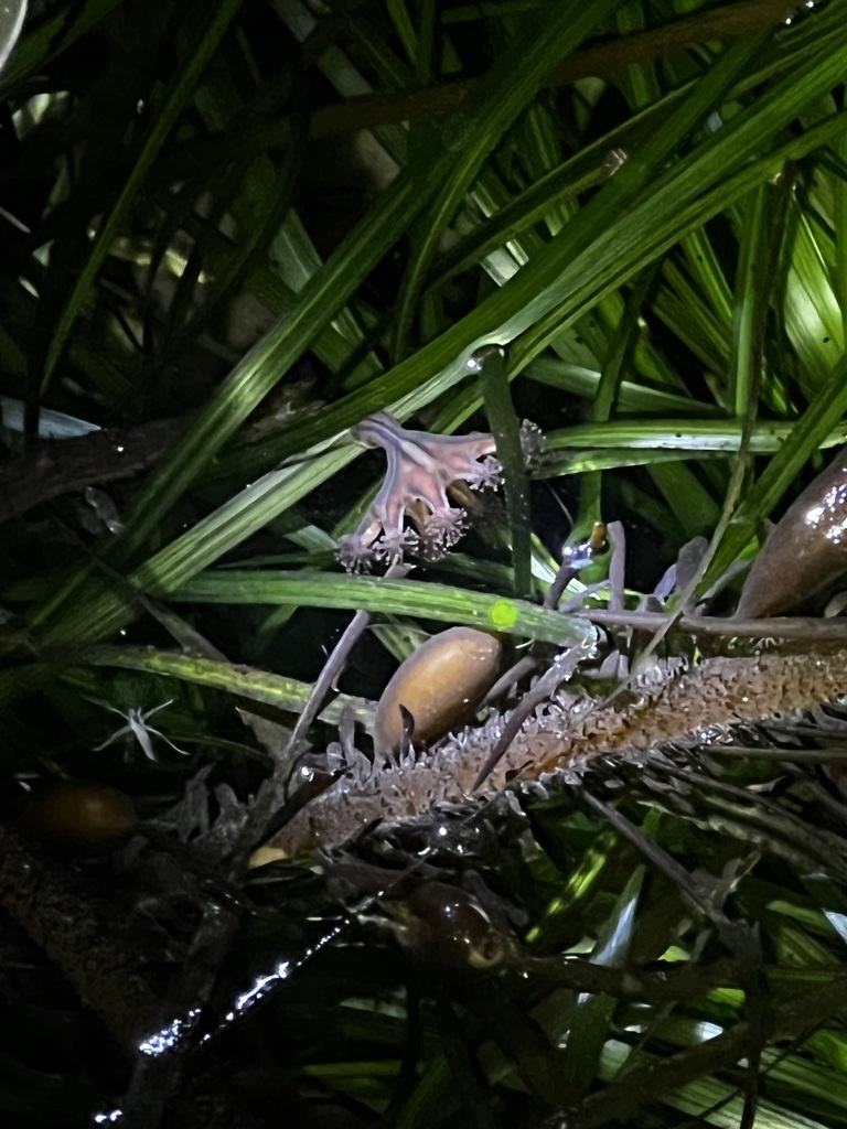 Haliclystus sanjuanensis