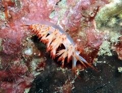 Sakuraeolis nungunoides