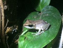 Pristimantis paulodutrai