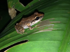 Pristimantis paulodutrai