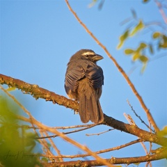 Saltator grandis