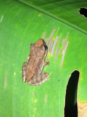 Pristimantis paulodutrai