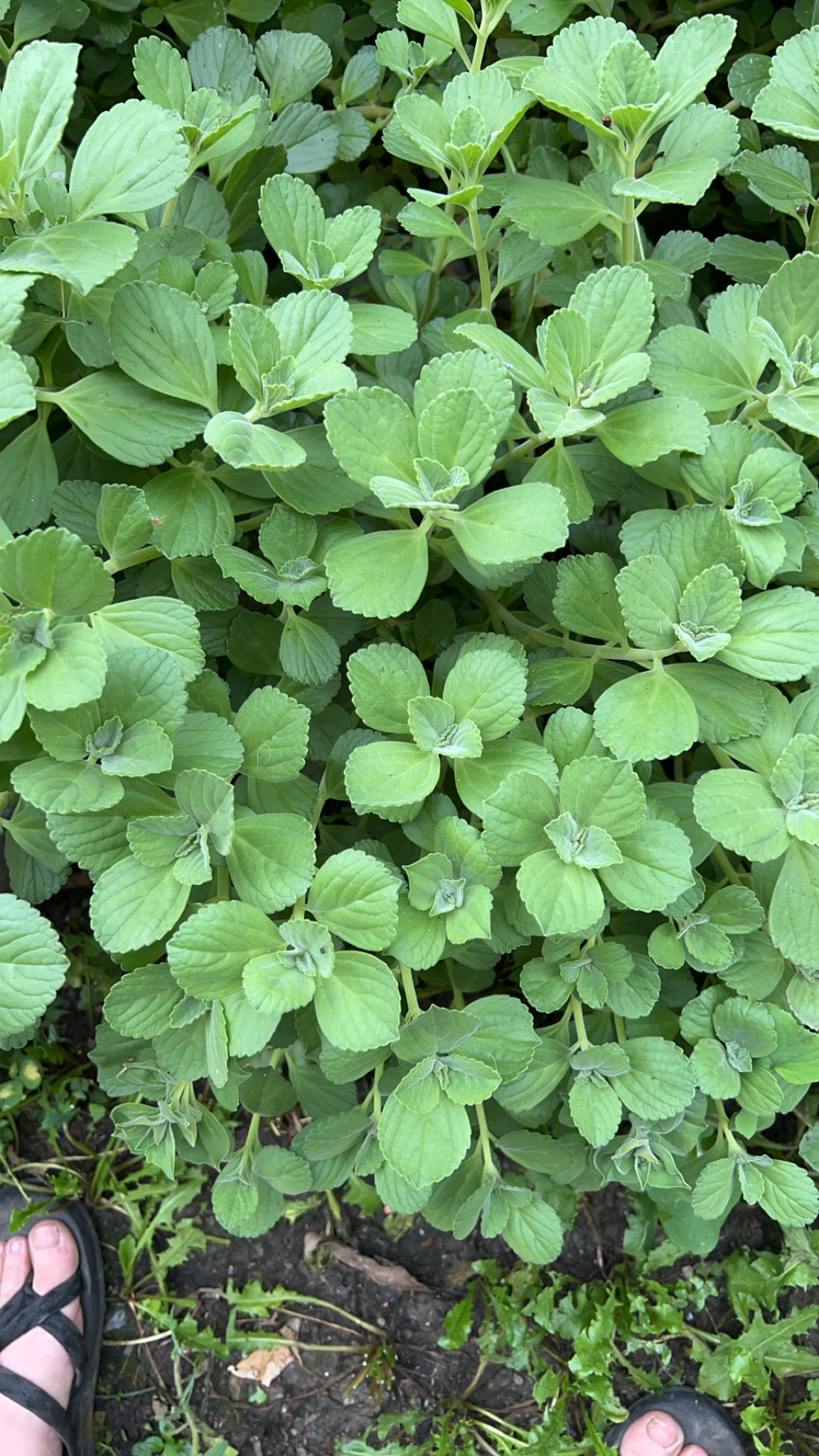 Coleus neochilus image