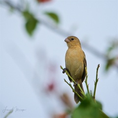 Sporophila morelleti