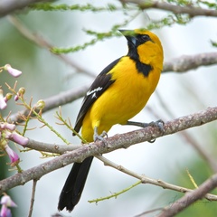 Icterus gularis