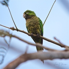 Eupsittula nana